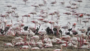Flamingo Nedir? Nerede Yaşar Özellikleri