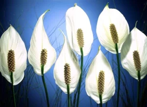 Barış Çiçeği (Spathiphyllum): Doğanın Zarafetle Buluştuğu Huzur Sembolü
