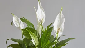 Barış Çiçeği (Spathiphyllum): Doğanın Zarafetle Buluştuğu Huzur Sembolü