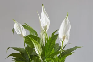Barış Çiçeği (Spathiphyllum): Doğanın Zarafetle Buluştuğu Huzur Sembolü