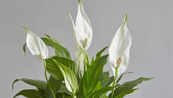 Barış Çiçeği (Spathiphyllum): Doğanın Zarafetle Buluştuğu Huzur Sembolü