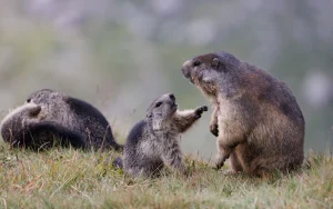 Dağ Sıçanı (Marmort) Nedir? Nerede Yaşar? Özellikleri