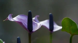 Barış Çiçeği (Spathiphyllum): Doğanın Zarafetle Buluştuğu Huzur Sembolü