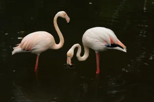 Flamingo Nedir? Nerede Yaşar Özellikleri