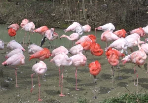 Flamingo Nedir? Nerede Yaşar Özellikleri
