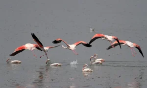 Flamingo Nedir? Nerede Yaşar Özellikleri