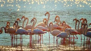 Flamingo Nedir? Nerede Yaşar Özellikleri