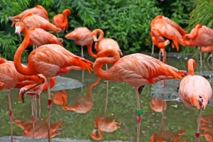 Flamingo Nedir? Nerede Yaşar Özellikleri
