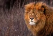 Yırtıcı Aslan: Doğanın En Güçlü Avcısının Yaşamı, Özellikleri ve Davranışları