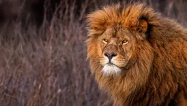 Yırtıcı Aslan: Doğanın En Güçlü Avcısının Yaşamı, Özellikleri ve Davranışları