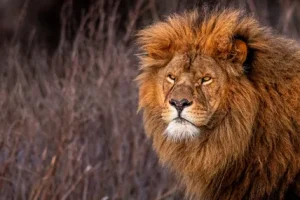 Yırtıcı Aslan: Doğanın En Güçlü Avcısının Yaşamı, Özellikleri ve Davranışları