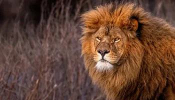 Yırtıcı Aslan: Doğanın En Güçlü Avcısının Yaşamı, Özellikleri ve Davranışları