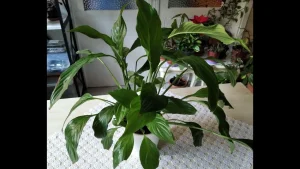 Barış Çiçeği (Spathiphyllum): Doğanın Zarafetle Buluştuğu Huzur Sembolü