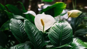 Barış Çiçeği (Spathiphyllum): Doğanın Zarafetle Buluştuğu Huzur Sembolü