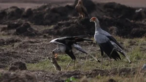 Sekreter Kuşu Nedir? Ne Yer, Nerede Yaşar, Özellikleri